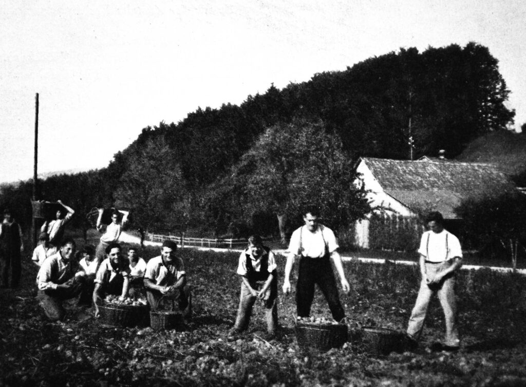 Kinder auf dem Feld während der Kartoffelernte der Erziehungsanstalt Ringwil
